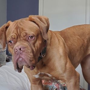 Meet your Posher, Jascha